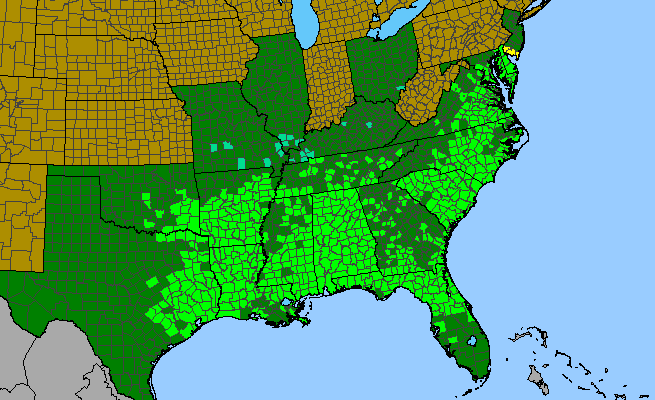The range of Pinus taeda